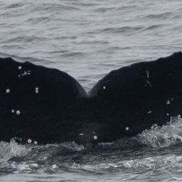 Fluke of CRC-21418