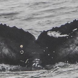 Fluke of CRC-21419