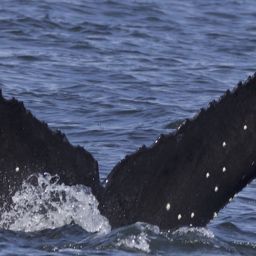 Fluke of CRC-21421