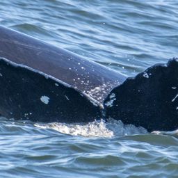 Fluke of CRC-21423
