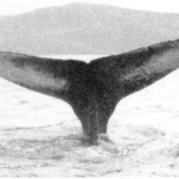 Fluke of NA-3636