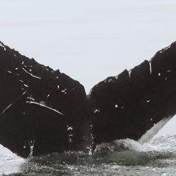 Fluke of CRC-21426