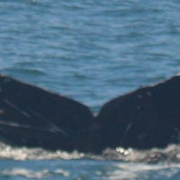Fluke of CRC-21180