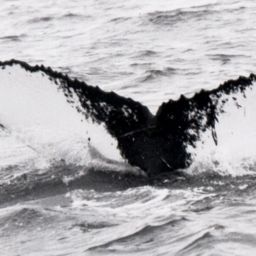 Fluke of NA-3814