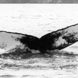 Fluke of NA-3979