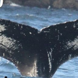 Fluke of NA-2310