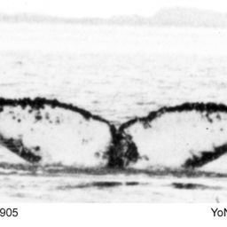 Fluke of NA-3905