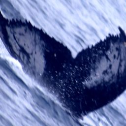 Fluke of PWF-EC_4915