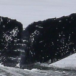 Fluke of CRC-21432