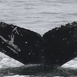 Fluke of CRC-21433