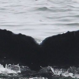 Fluke of CRC-21176