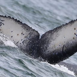 Fluke of CRC-21436