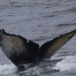 Fluke of TDI-24715