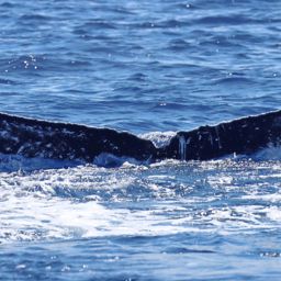 Fluke of PWF-NP_6510