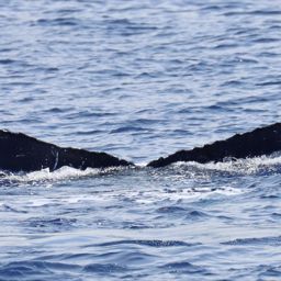 Fluke of PWF-NP_6501