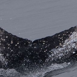 Whale fluke