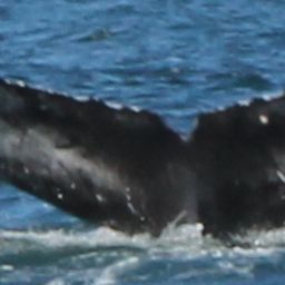 Fluke of CRC-21440