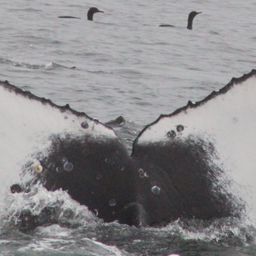 Fluke of CRC-21442