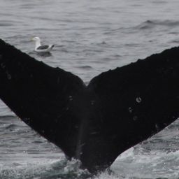 Fluke of CRC-21444