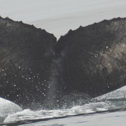Fluke of 2021-2022 calf of CRC-15063