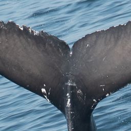 Fluke of CRC-21446