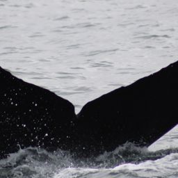 Fluke of CRC-21447