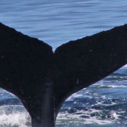 Fluke of CRC-21449