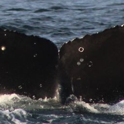 Fluke of CRC-21172