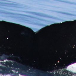 Fluke of CRC-21450