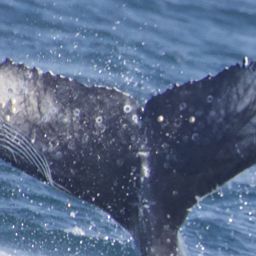 Fluke of CRC-21452