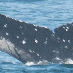 Fluke of CRC-22018