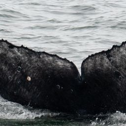Fluke of Pinot