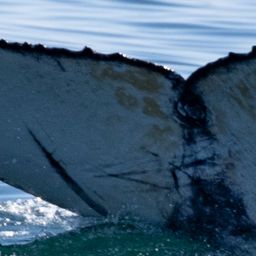 Fluke of 2021-2022 calf of CRC-15425