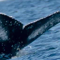 Fluke of CRC-21467