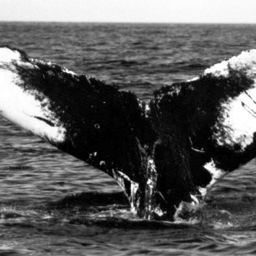 Fluke of NA-2489