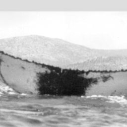 Fluke of NA-3387
