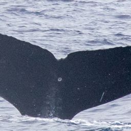 Fluke of HIHWNMS_2023-2-24_O08