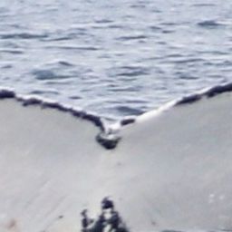 Fluke of NA-3004