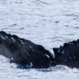 Fluke of HIHWNMS_2023-1-28_O10