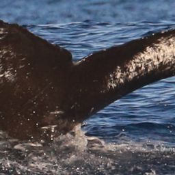 Fluke of HIHWNMS_2023-1-17_G04A09