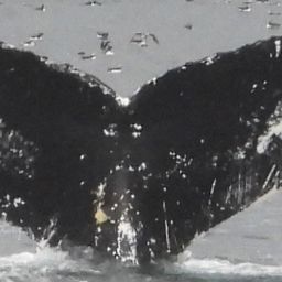 Fluke of NA-2258
