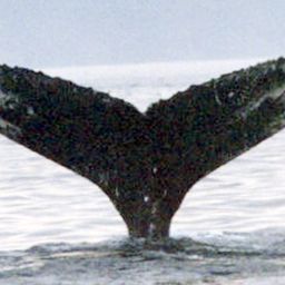 Fluke of NA-3839