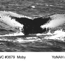 Fluke of Moby