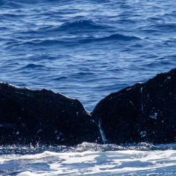 Fluke of HIHWNMS-2023-1-12_G03A02