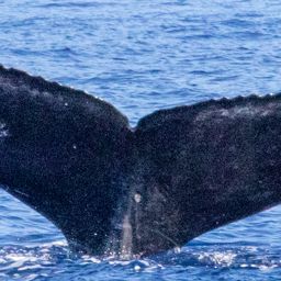 Fluke of HIHWNMS-2023-1-12_G02AO01