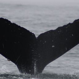 Fluke of CRC-21478