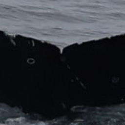 Fluke of CRC-21481