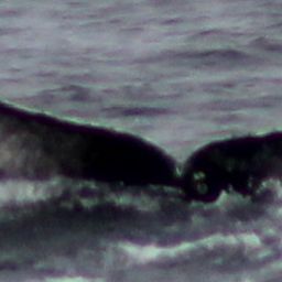 Fluke of CRC-21169