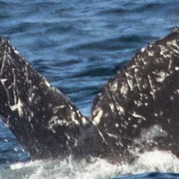 Fluke of CRC-21485