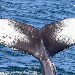 Fluke of CRC-21486